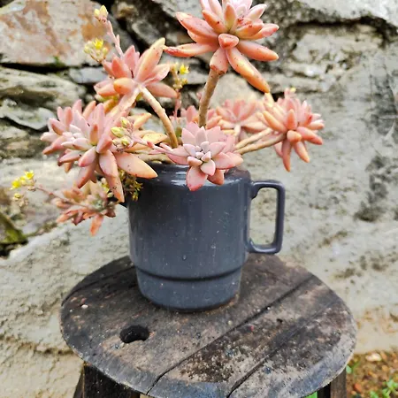 Casa Dos Caseiros N2 Horská chata