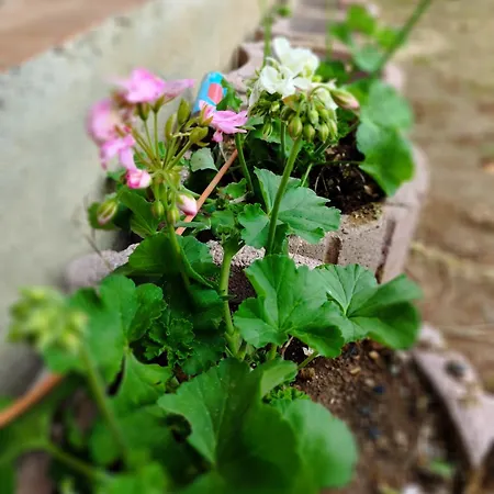 Casa Dos Caseiros N2