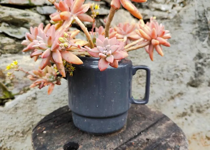 Casa Dos Caseiros N2 בקתה