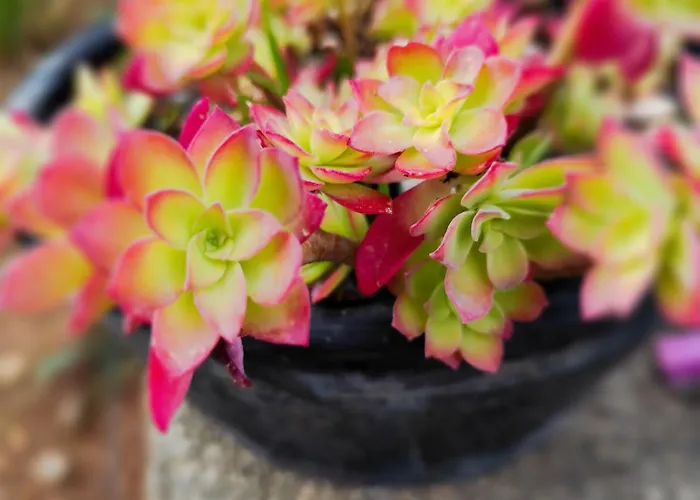 Шале Casa Dos Caseiros N2