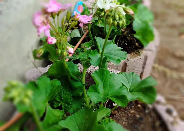 Casa Dos Caseiros N2